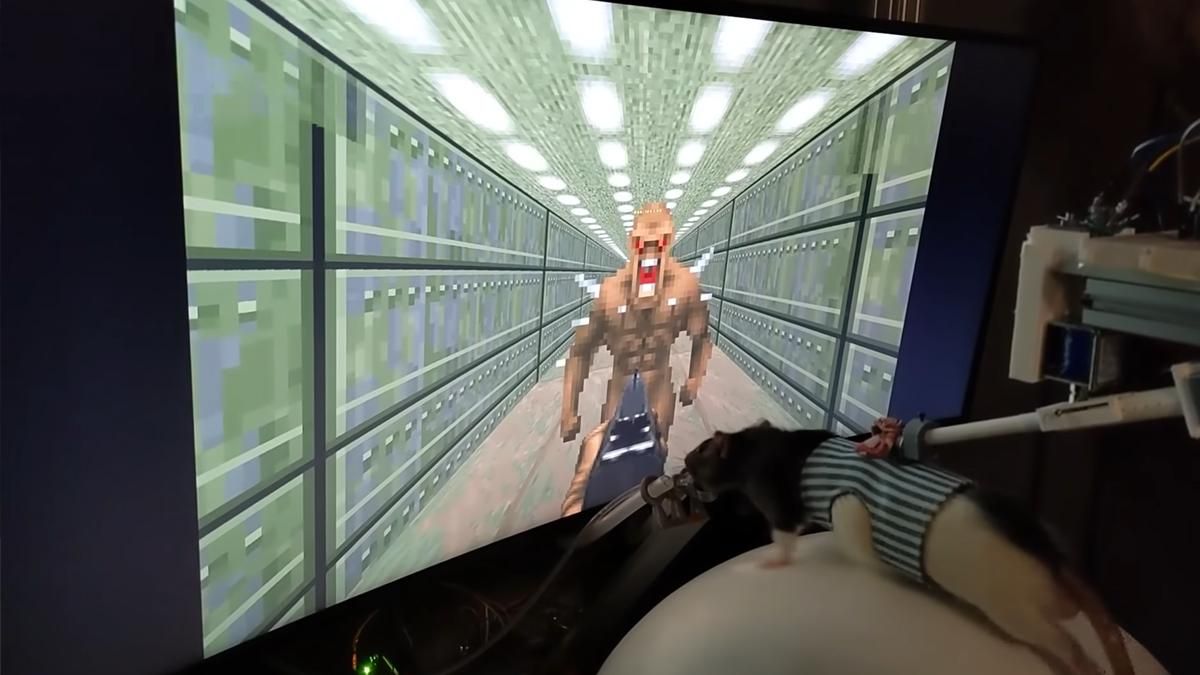Пацюки-геймери: нейроінженер навчив щурів грати в Doom II - Ігри - games