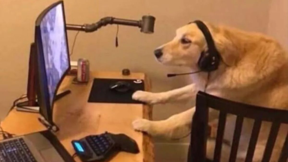 Британцы придумали игровую консоль для собак Британцы придумали игровую консоль для собак