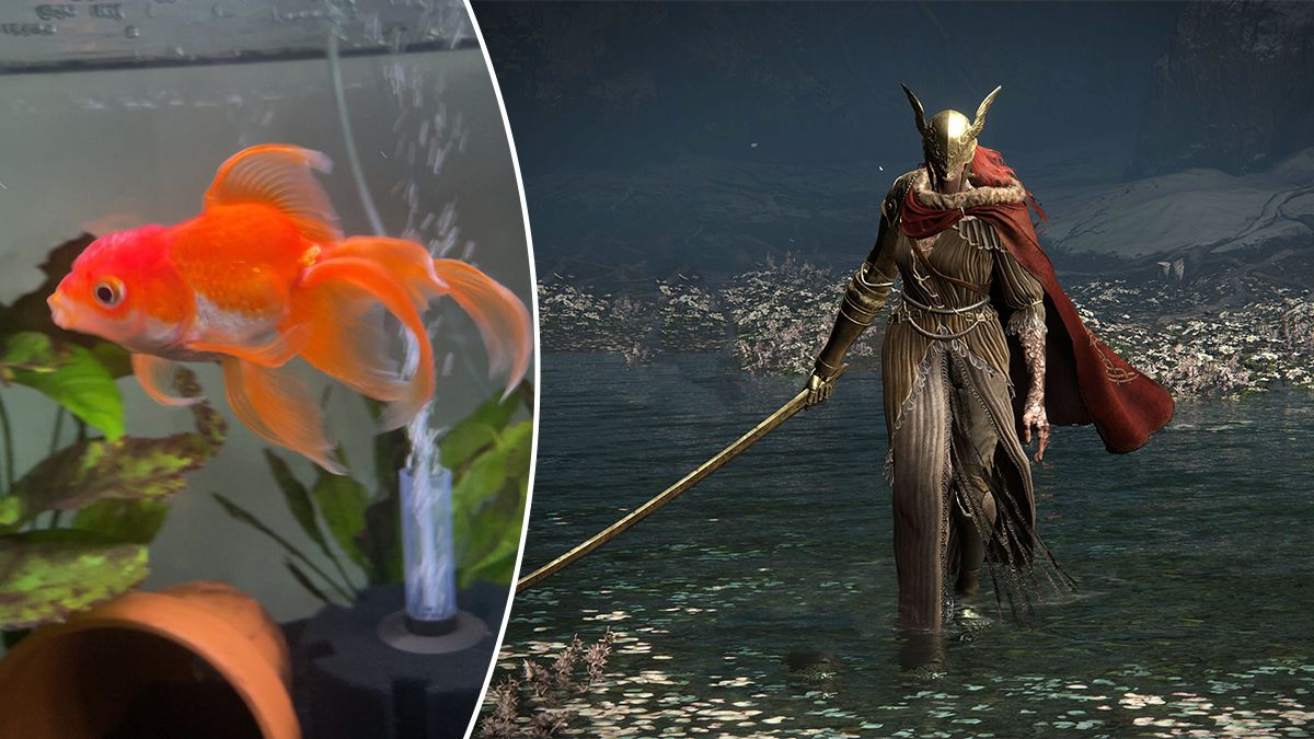 Умерла золотая рыбка Тортеллини прошедшая игру Elden Ring Умерла золотая рыбка Тортеллини прошедшая игру Elden Ring